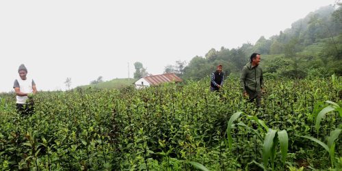 Tanahun Taranga news