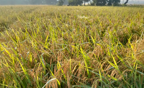 Tanahun taranga news