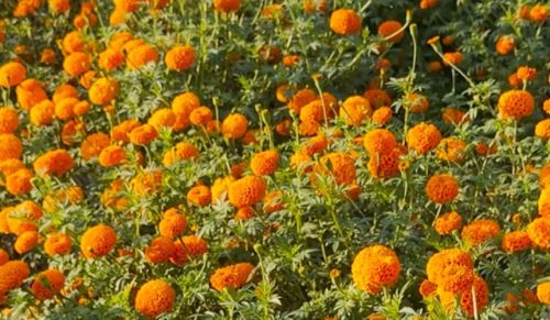 Tanahun Taranga media