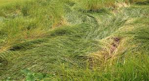 Tanahun taranga news