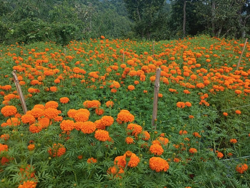 Tanahun Taranga news